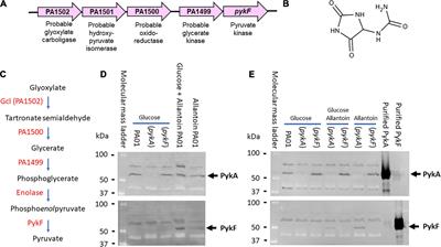 Structure, Function and Regulation of a Second Pyruvate Kinase Isozyme in Pseudomonas aeruginosa